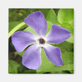 De grotere periwinkle Magnet (Voorkant)