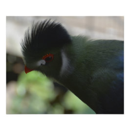 DE GUINEA TURACO FOTO AFDRUK