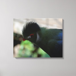 DE GUINEA TURACO INGEPAKTE CANVAS PRINT