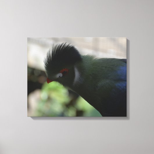 DE GUINEA TURACO INGEPAKTE CANVAS PRINT (Voorkant)