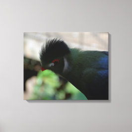 DE GUINEA TURACO INGEPAKTE CANVAS PRINT