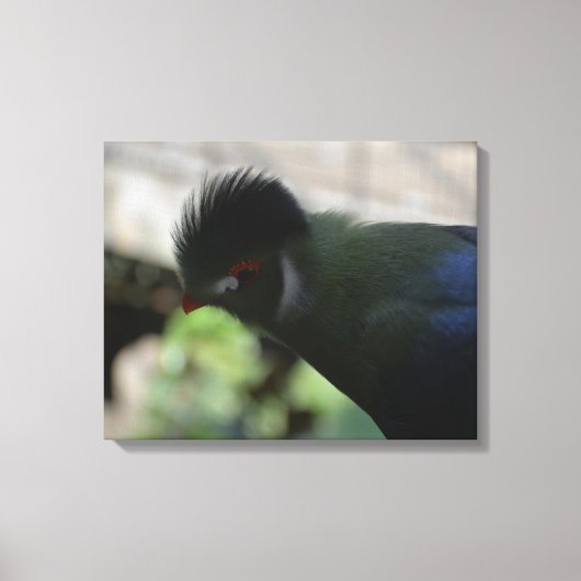 DE GUINEA TURACO INGEPAKTE CANVAS PRINT (Voorkant)