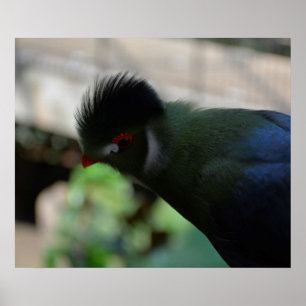 DE GUINEA TURACO POSTER