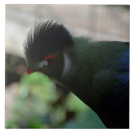DE GUINEA TURACO TEGELKUNST TEGELTJE