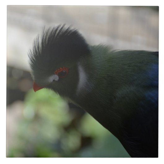 DE GUINEA TURACO TEGELKUNST TEGELTJE (Voorkant)