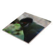 DE GUINEA TURACO TEGELKUNST TEGELTJE (Zijkant)