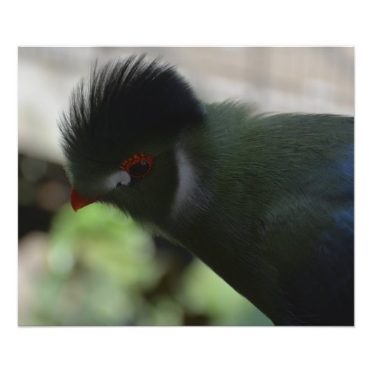 DE GUINEE TURACO FOTO-AFDRUKKING FOTO AFDRUK (Voorkant)