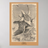 De Gyrfalcon Poster (Voorkant)