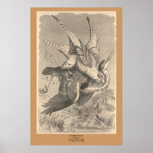 De Gyrfalcon Poster