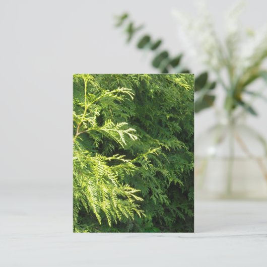 De Haag van de ceder Briefkaart (Staand voorkant)