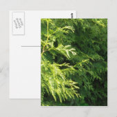 De Haag van de ceder Briefkaart (Voorkant / Achterkant)