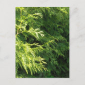 De Haag van de ceder Briefkaart (Voorkant)