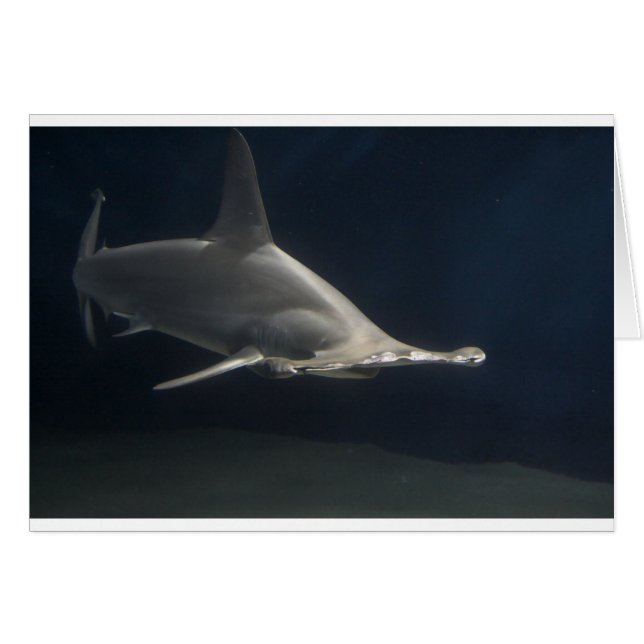 De Haai van Hammerhead (Voorkant Horizontaal)