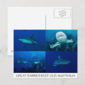 De Haaien van de ertsader op het Grote Barrièrerif Briefkaart (Voorkant / Achterkant)