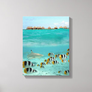 De haaienjacht in de lagune van Bora Bora Canvas Afdruk