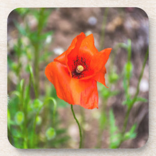 De harde plastic onderzetters van de papaver