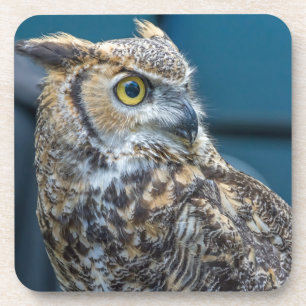 De harde plastic onderzetters van de uil