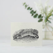 De haren briefkaart (Staand voorkant)