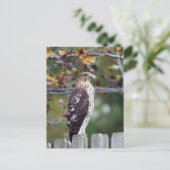 De Havik van de kuiper Briefkaart (Staand voorkant)