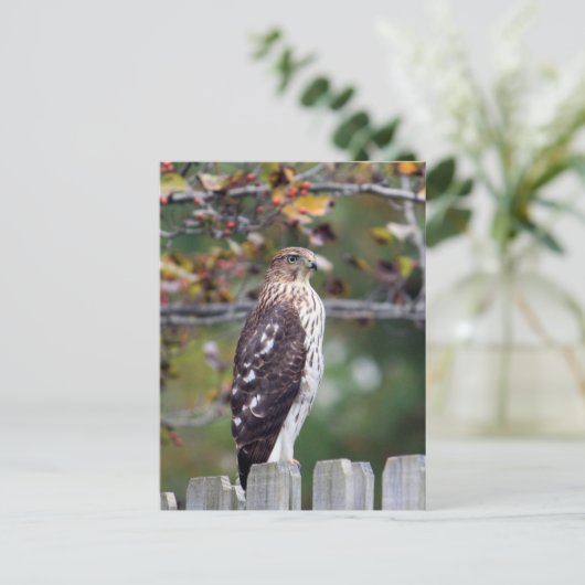 De Havik van de kuiper Briefkaart (Staand voorkant)