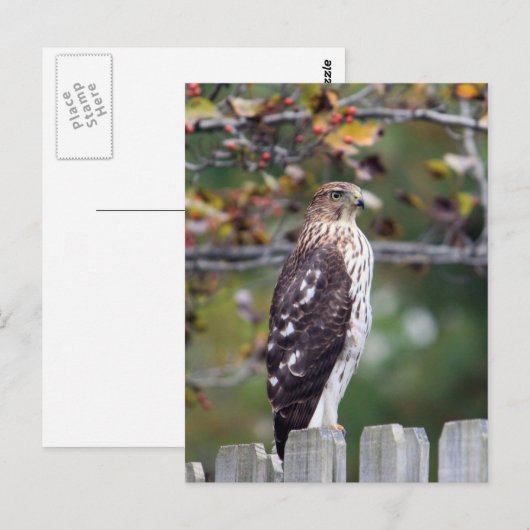 De Havik van de kuiper Briefkaart (Voorkant / Achterkant)