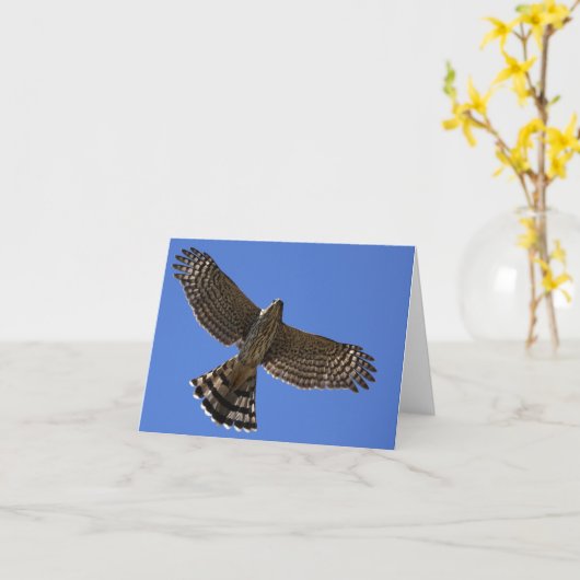 De Havik van de kuiper - Joe Sweeney - kaart (Gele Bloem)