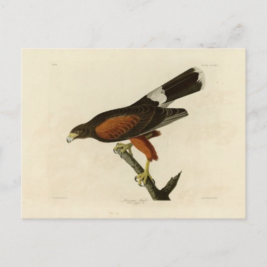 De Havik van Louisiane Briefkaart (Voorkant)