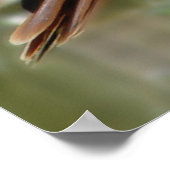 De Hawk Poster (Hoek)