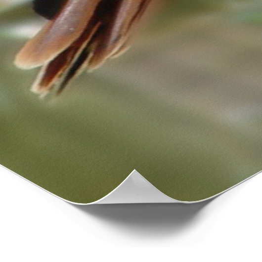 De Hawk Poster (Hoek)