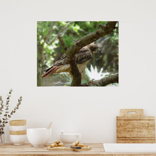 De Hawk Poster (Keuken)