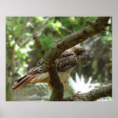 De Hawk Poster (Voorkant)