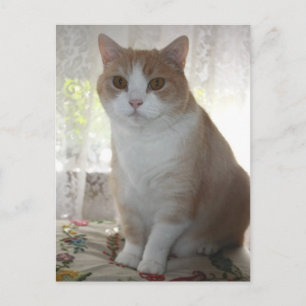 de heer Big Eyes Briefkaart