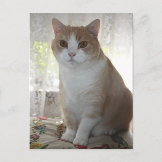 de heer Big Eyes Briefkaart (Voorkant)
