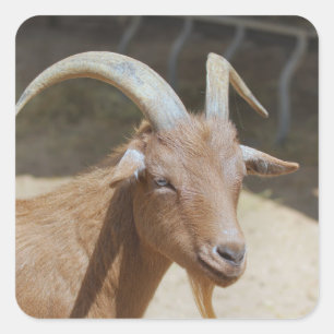 de heer Bill Vierkante Sticker