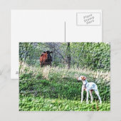 De heer Bo-Bo tegen de Moo Cow Briefkaart (Voorkant / Achterkant)