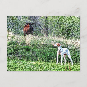 De heer Bo-Bo tegen de Moo Cow Briefkaart