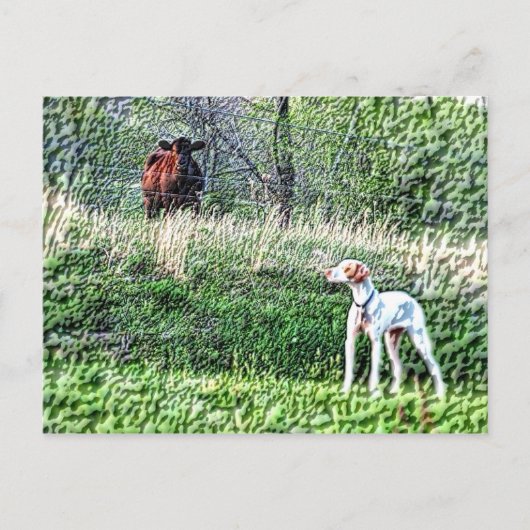 De heer Bo-Bo tegen de Moo Cow Briefkaart (Voorkant)