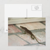 de heer Brown Lizard Briefkaart (Voorkant / Achterkant)