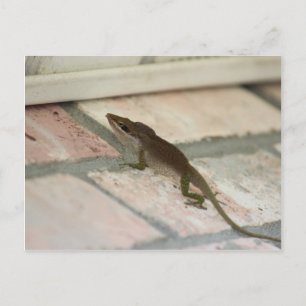 de heer Brown Lizard Briefkaart