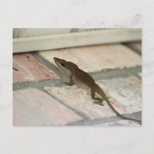 de heer Brown Lizard Briefkaart (Voorkant)