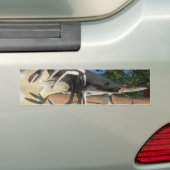 De heer Crustacean AKA Lobster Head ... Boeddhisti Bumpersticker (Op auto)