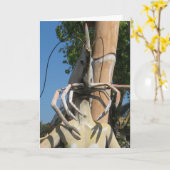 De heer Crustacean AKA Lobster Head ... Boeddhisti Kaart (Gele Bloem)