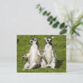 De heer en mevrouw Lemur Briefkaart (Staand voorkant)