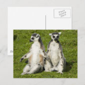 De heer en mevrouw Lemur Briefkaart (Voorkant / Achterkant)