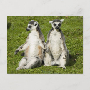 De heer en mevrouw Lemur Briefkaart