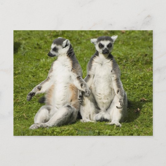 De heer en mevrouw Lemur Briefkaart (Voorkant)