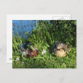 De heer en mevrouw Mallard Briefkaart (Voorkant / Achterkant)