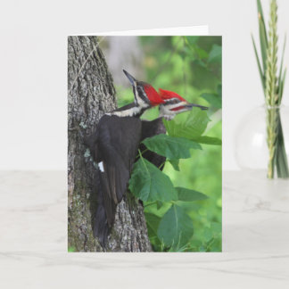 De heer en mevrouw Pileated Woodpecker Wenskaart Kaart
