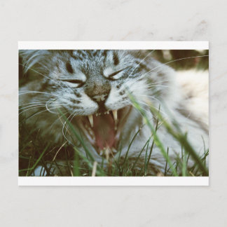 de heer Fangs Briefkaart