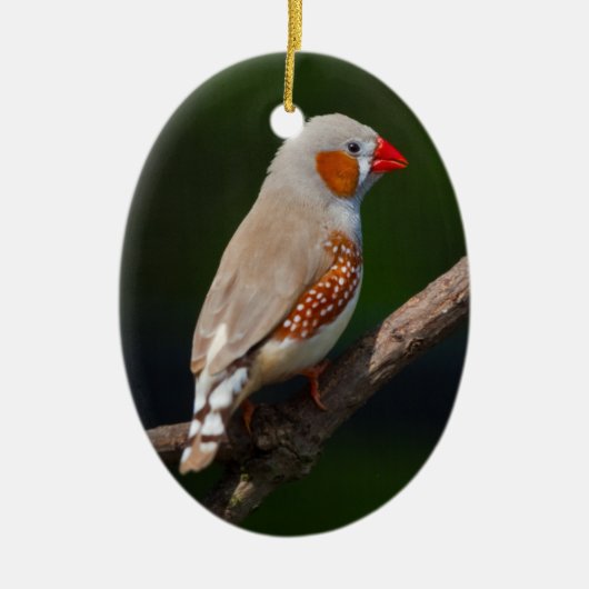 de heer Finch Ornament (Voorkant)